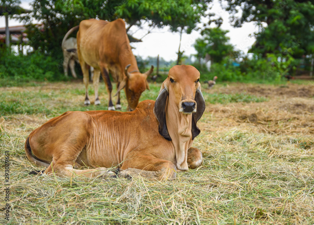 Brown calf in farm