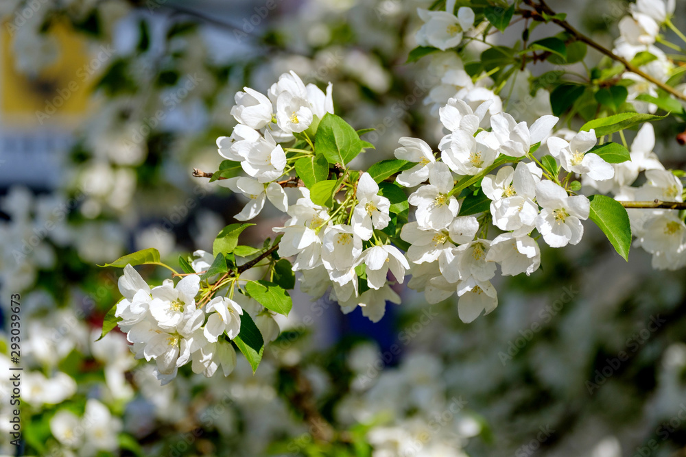 Fototapeta premium white Apple blossoms in spring on the tree