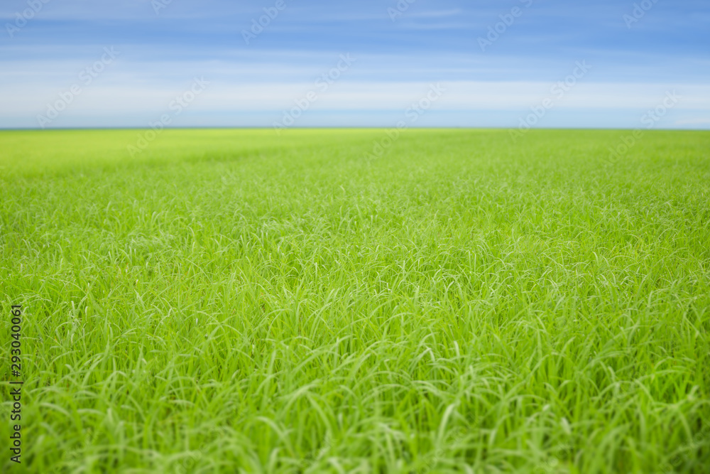 Obraz premium Green rice fields