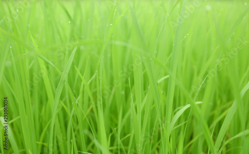green background of the young rice field