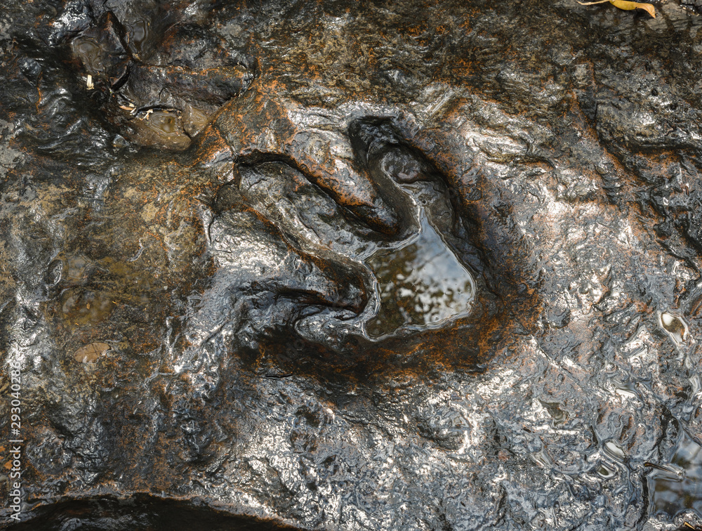 Close-up shot of a dinosaur footprint Close-up shot of a dinosaur footprint
