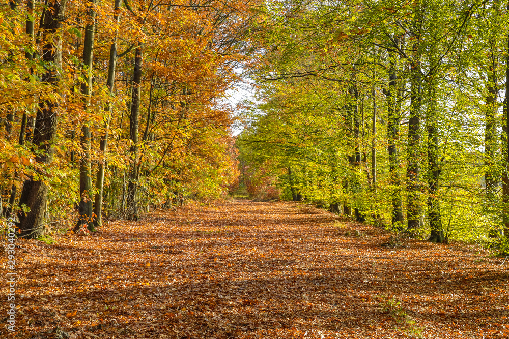 Naklejka premium Autumn lane with bright colored yellow Beech trees