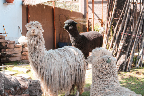 Lhamas e Alpacas no Peru photo