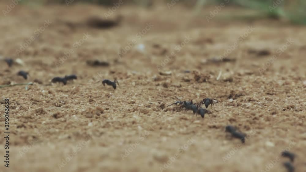 black ants moving in line. Fast ants movement, aerial. black ants moving in line. Fast ants movement, aerial.