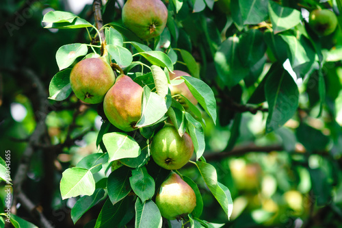 harvest of ripe pear fruit on the tree