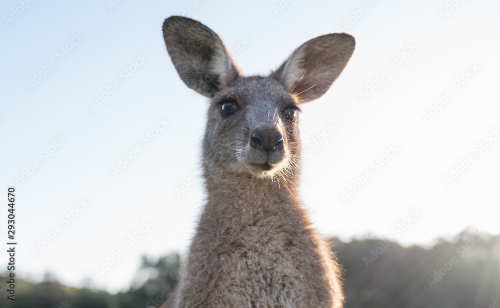 wildlife animal young child kid joey kangaroo Australian animal  close-up