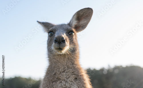 Fototapeta Naklejka Na Ścianę i Meble -  wildlife animal young child kid joey kangaroo Australian animal  close up face