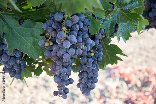 Wine grapes growing in Napa Valley California