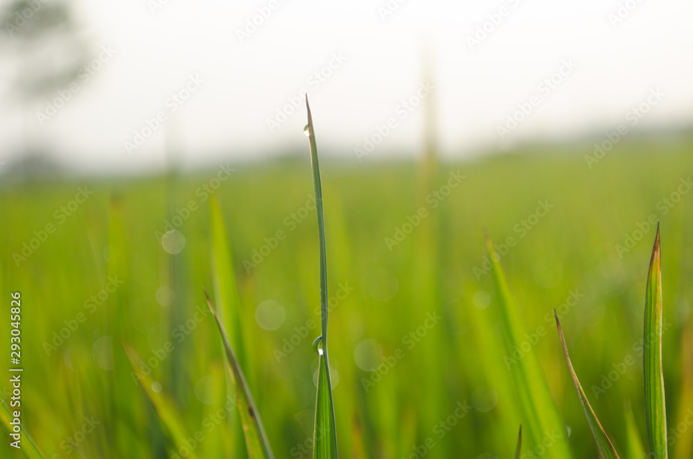Summer rice plants background nature Summer rice plants background nature