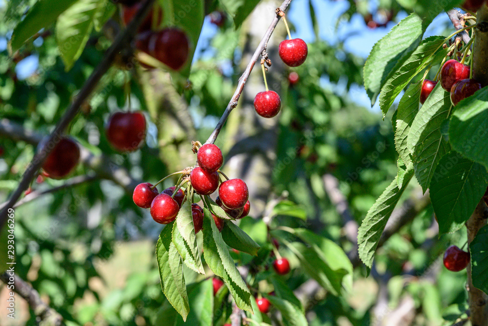 Sweet cherry red fruits berries hanging on a tree branch close up ready to eat sweet delicious