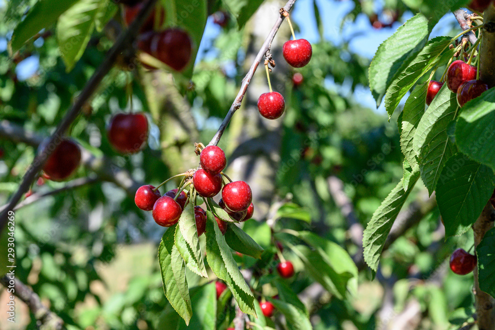 Sweet cherry red fruits berries hanging on a tree branch close up ready to eat sweet delicious Sweet cherry red fruits berries hanging on a tree branch close up ready to eat sweet delicious