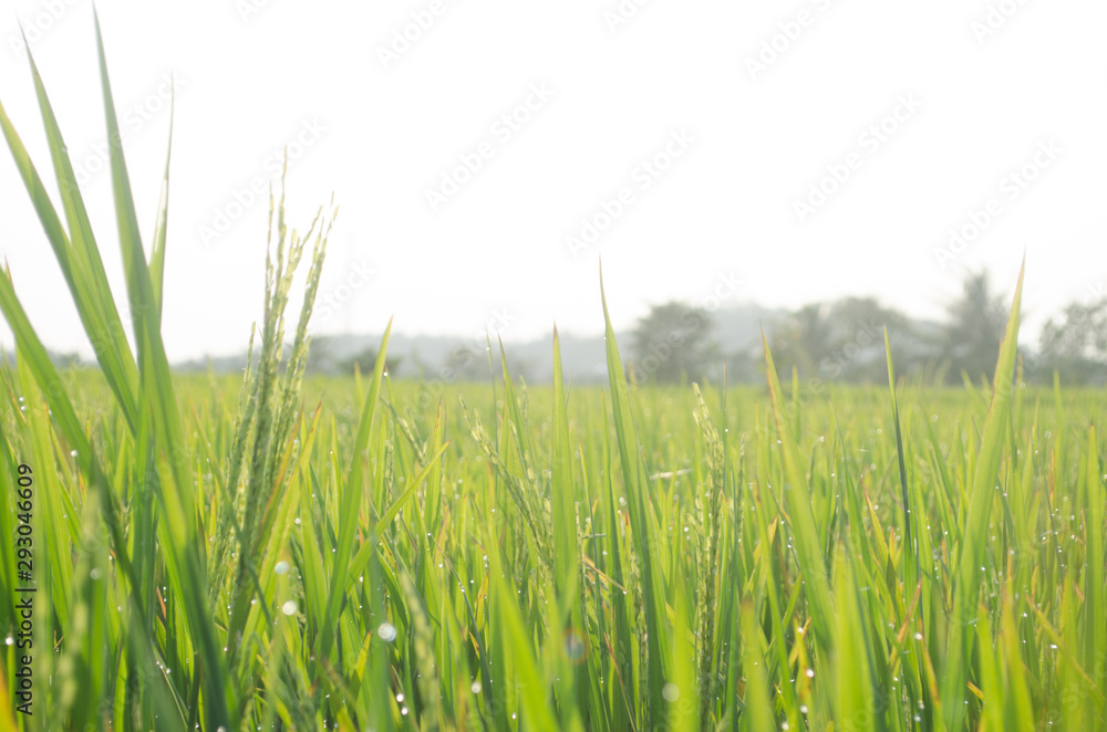 Fototapeta premium Summer rice plants background nature