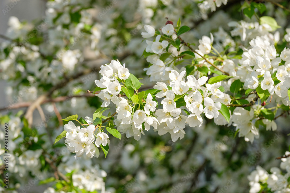 many flowering Apple trees in the spring in the garden many flowering Apple trees in the spring in the garden