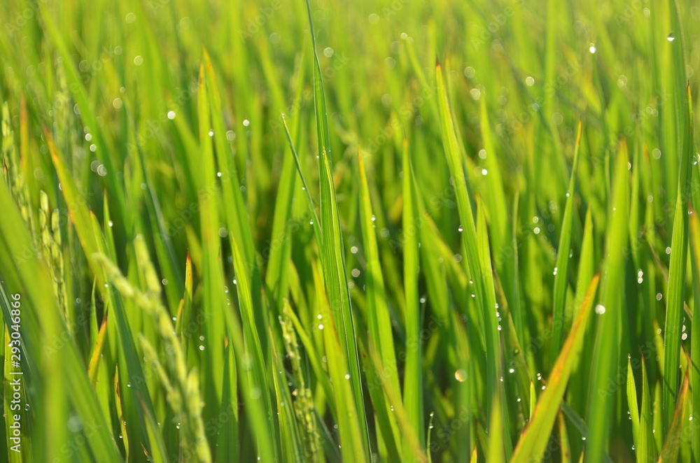 Obraz premium Green rice plant and droplet with summer day, indonesian nature