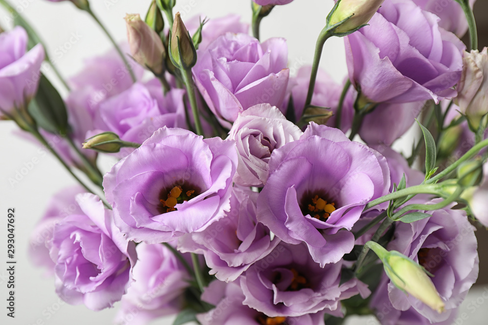 Obraz premium Beautiful Eustoma flowers on white background, closeup