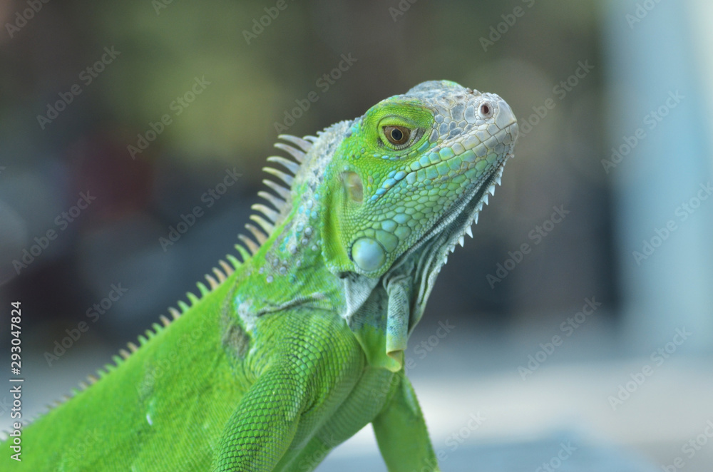 Fototapeta premium Green iguana on the wood with nature background