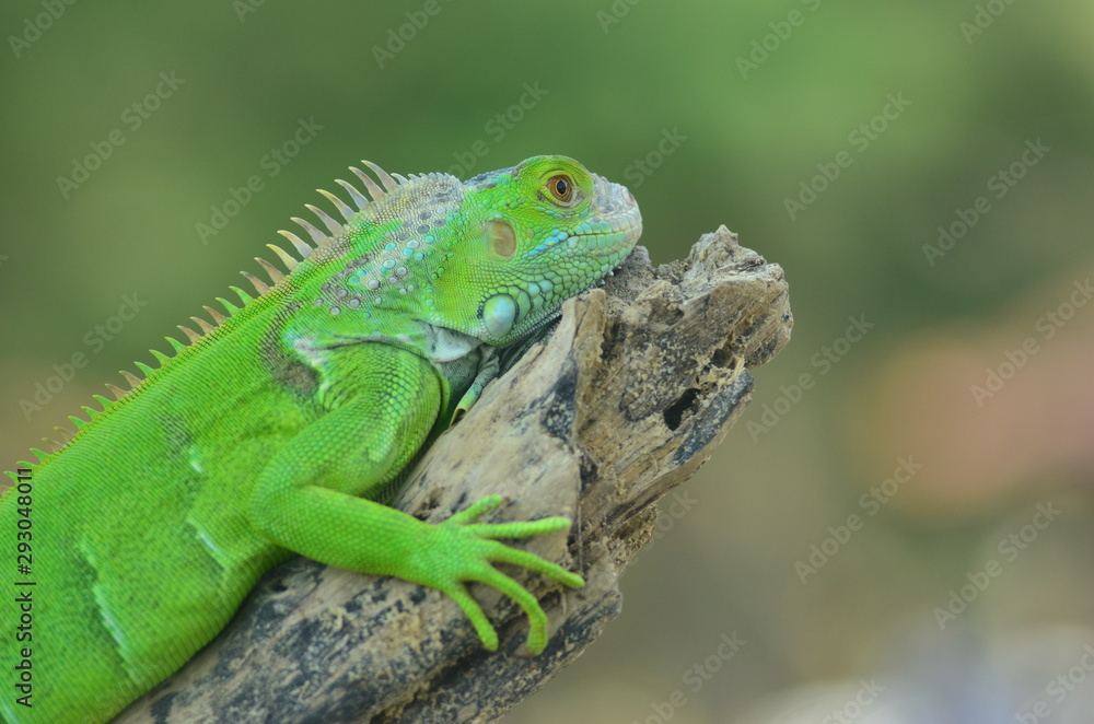 Fototapeta premium Green iguana on the wood with nature background
