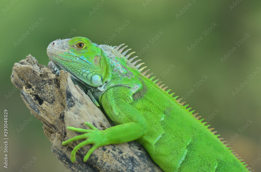 Green iguana on the wood with nature background Green iguana on the wood with nature background