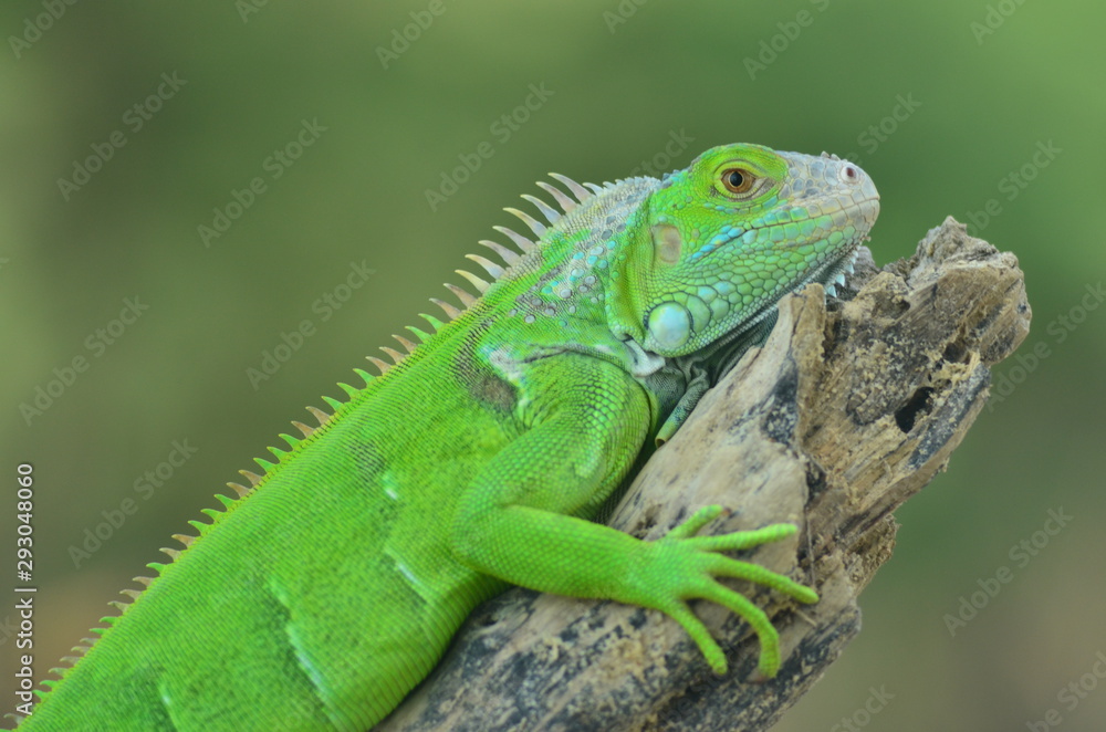Green iguana on the wood with nature background Green iguana on the wood with nature background
