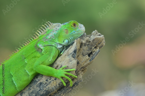 Green iguana on the wood with nature background © Rifki