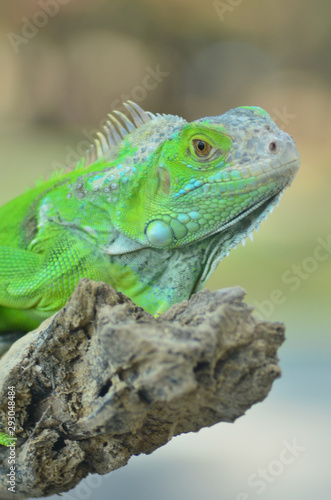 Green iguana on the wood with nature background