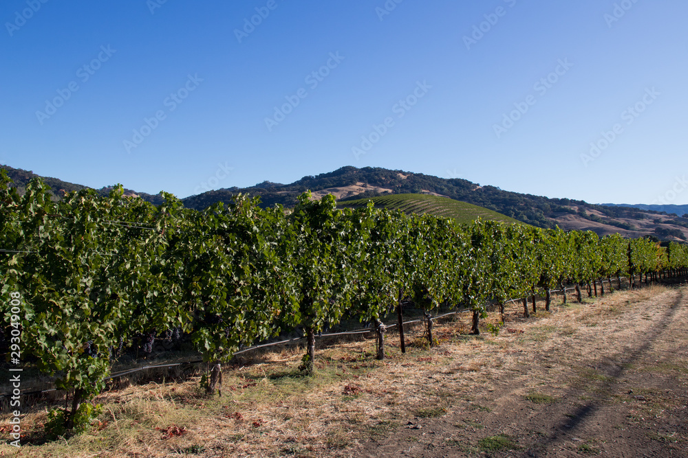 Wine grapes growing in Napa Valley California