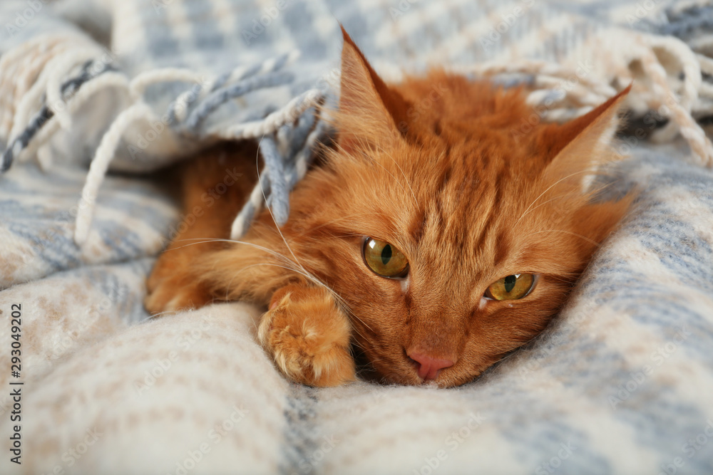 Adorable red cat under plaid. Cozy winter Adorable red cat under plaid. Cozy winter