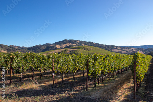 Wine grapes growing in Napa Valley California
