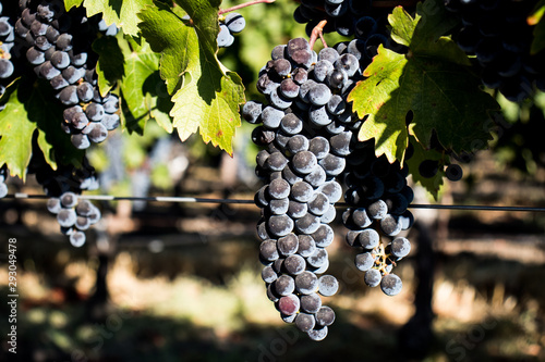 Wine grapes growing in Napa Valley California photo