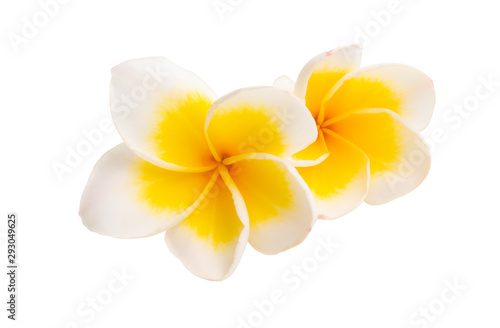 beautiful frangipani flower isolated