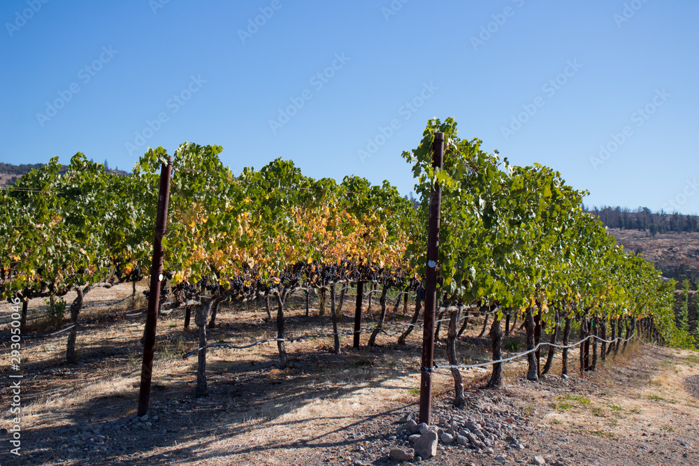 Wine grapes growing in Napa Valley California