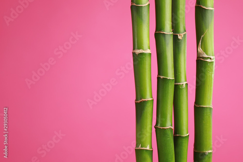 Tropical bamboo stems on pink background, space for text. Stylish interior element