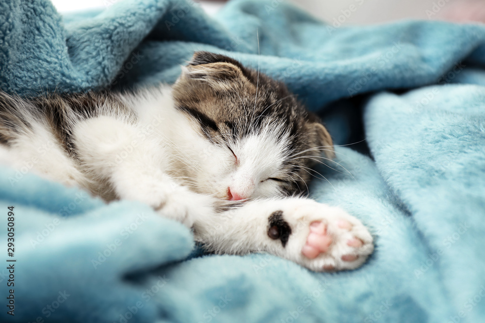 Adorable little kitten sleeping on soft plaid