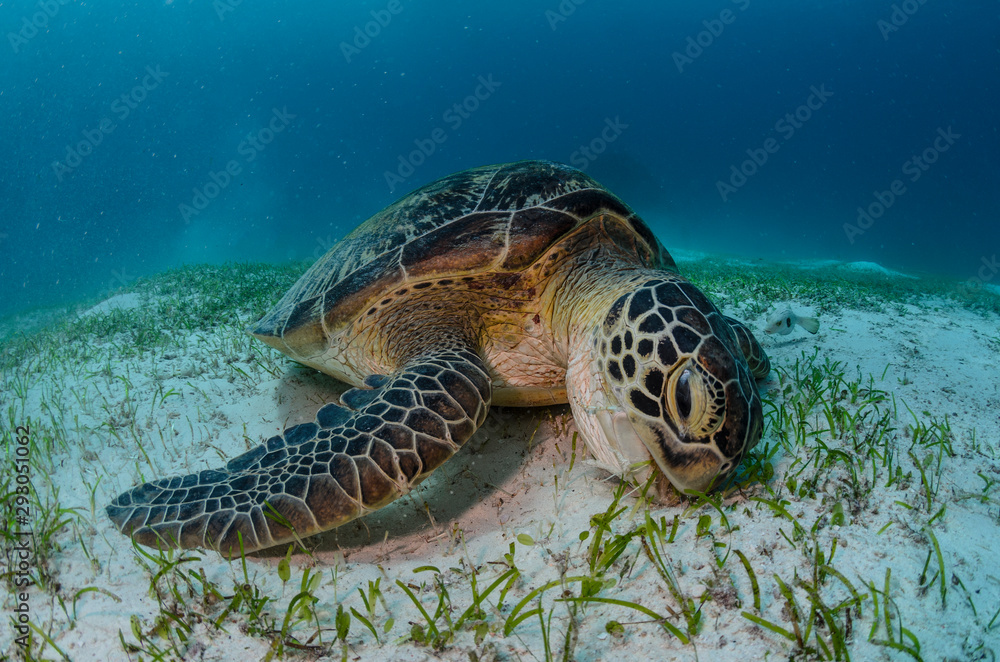 Obraz premium Green Turtle