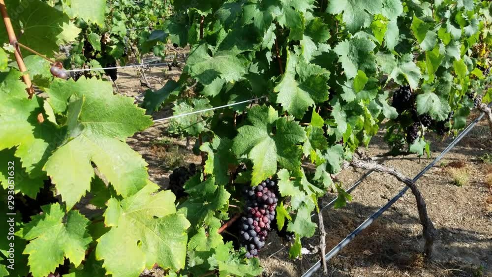 A walk through a vineyard focusing on hanging ripe grapes on the vines ready for wine pressing. A walk through a vineyard focusing on hanging ripe grapes on the vines ready for wine pressing.