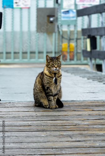 A striped tabby cat with a tag and pendant sits patiently by a blue gate, looking hazily into the distance. photo