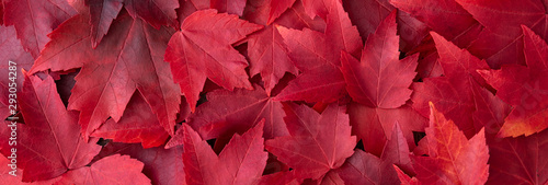Fall color nature background, narrow border of red maple leaves photo