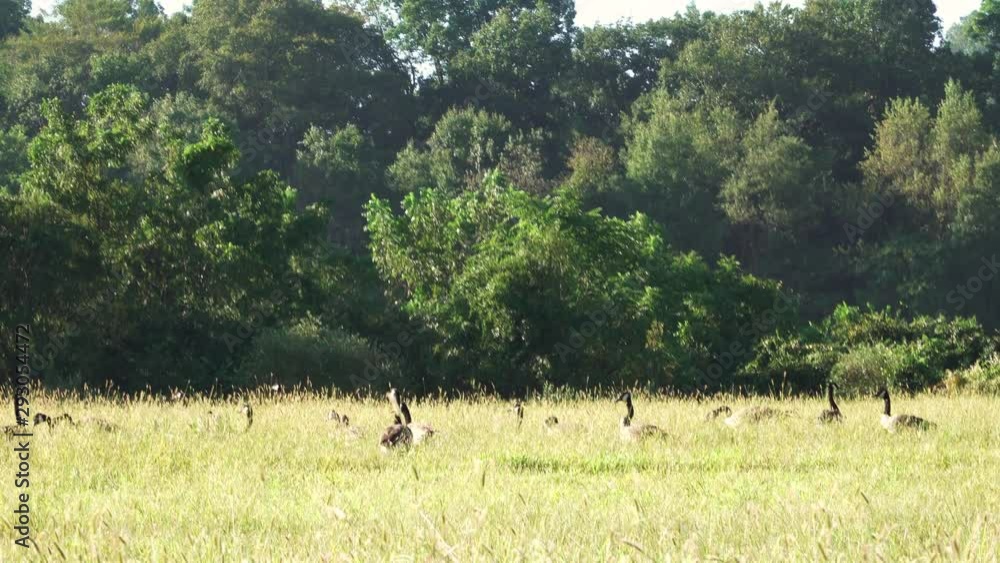 Geese feeding on a grass covered meadow. Geese feeding on a grass covered meadow.