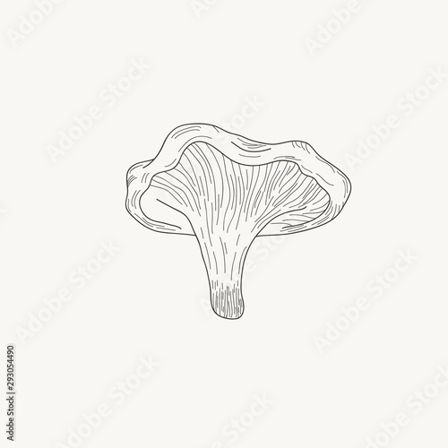 Chanterelles. Vector hand drawn illustration. Black and white engraving of a mushroom.