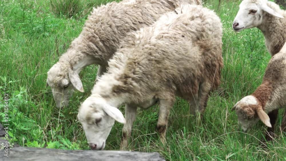 Wet and dirty sheep grazing on the grass. Wet and dirty sheep grazing on the grass.
