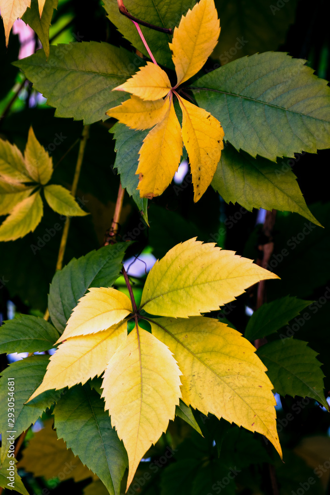 autumn, the leaves have already changed color autumn, the leaves have already changed color