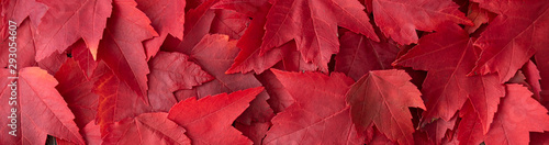 Fall color nature background, narrow border of red maple leaves