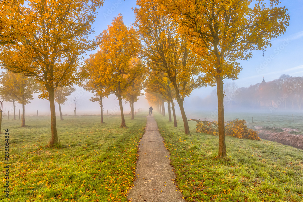 Row of yellow trees through agricultural landscape