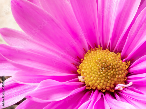 Single bright pink floral daisy with yellow center.