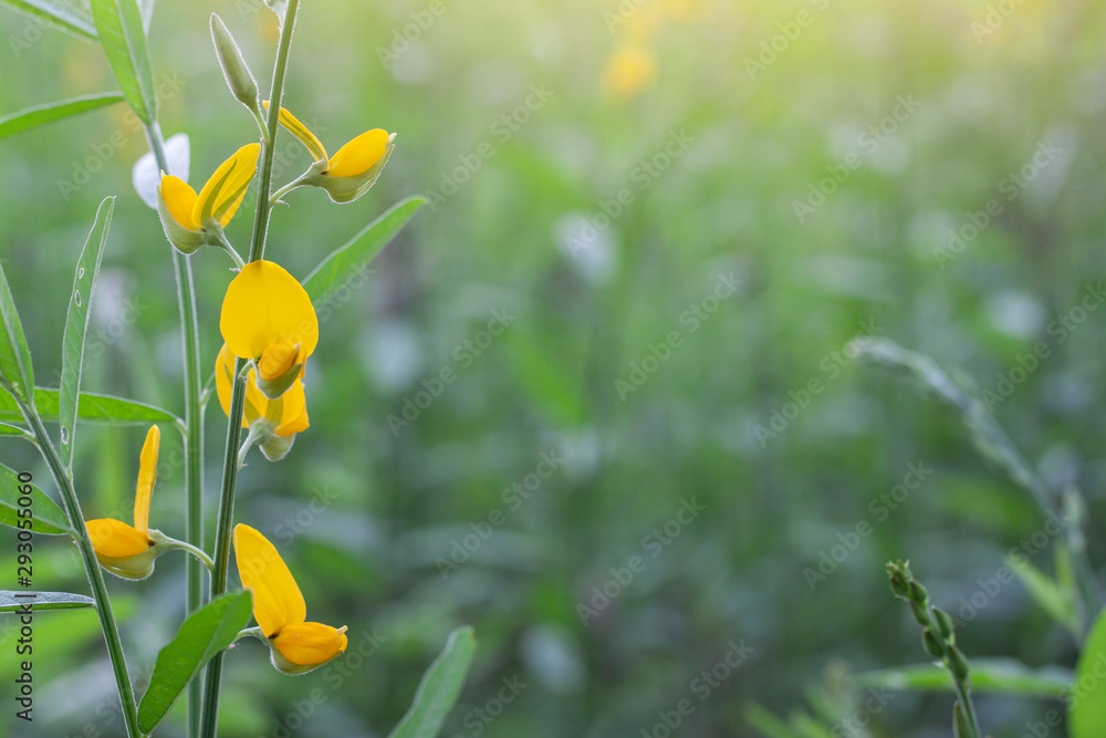 Fototapeta premium Sunn hemp flower or Crotalaria juncea bloom with sunlight, Is a plant that is used to nourish the soil.
