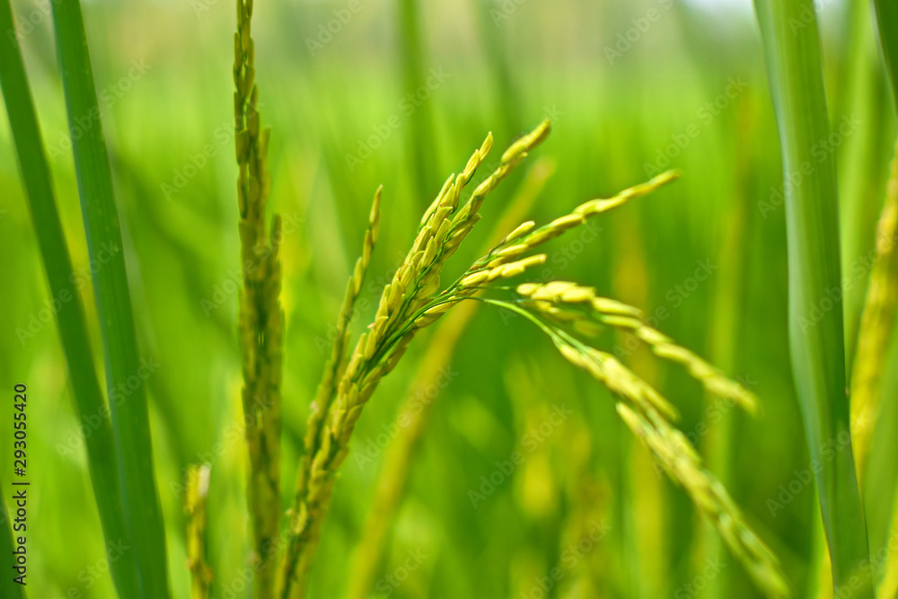 Close-up young rice seeds in ear of paddy