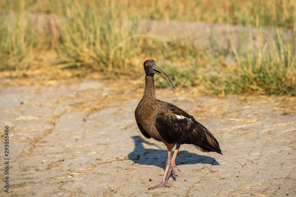 Obraz premium Red naped ibis or Indian black ibis or Pseudibis papillosa at keoladeo national park, bharatpur, india. India's one of best ecosystem and ecotourism sight for birds, animal and wildlife.