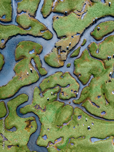 Birds-eye view of sheep grazing in a river delta maze, Ireland