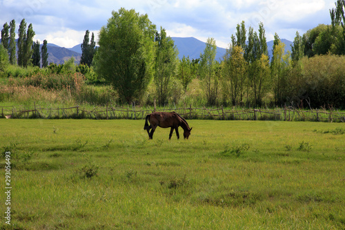 cows and horses graze in a meadow in green grass. agriculture, summer day in the pasture. rural landscape