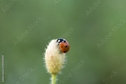 Ladybug in its environment with leaf and macro. © Javier